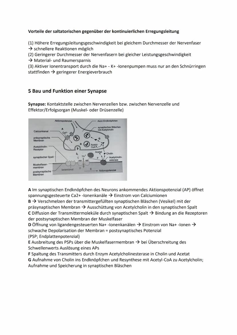 1 Bau und grundlegende Funktionen einer Nervenzelle
Nervenzelle (Neuronen) empfangen elektrische Signale, verarbeiten sie. Leiten sie als
Er