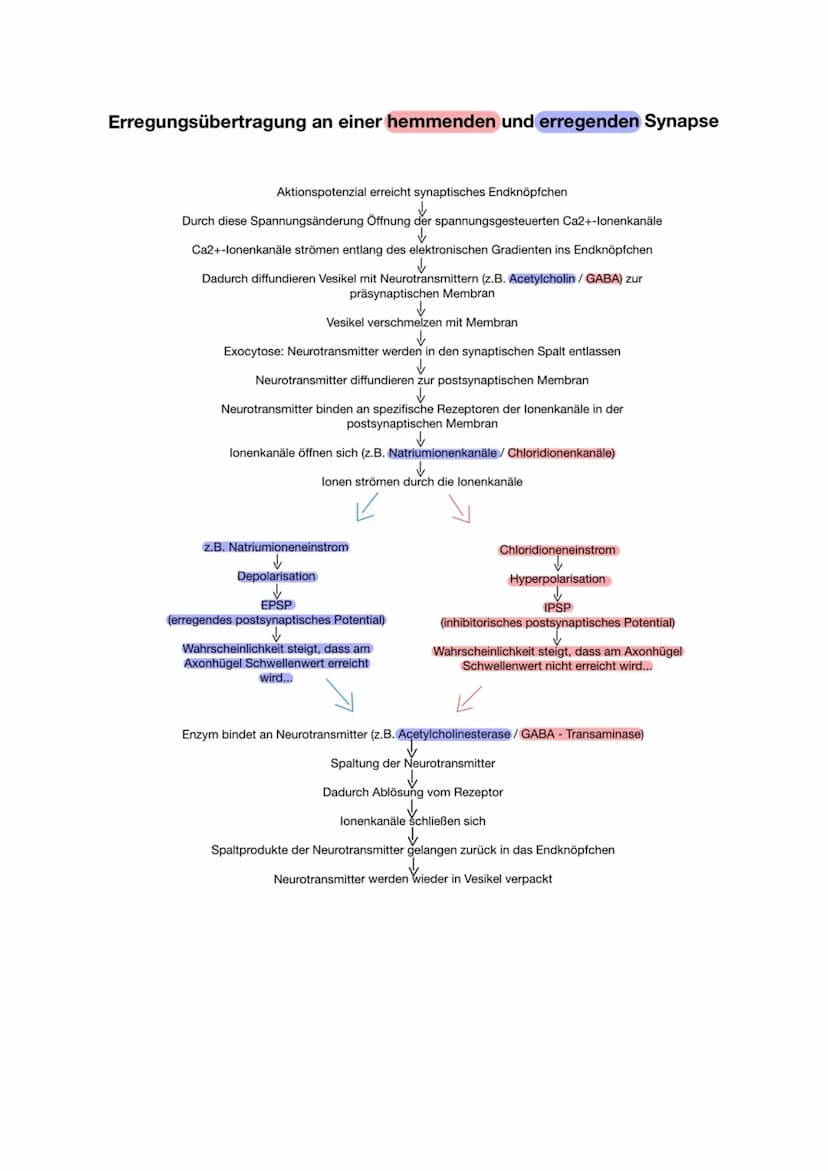1 Bau und grundlegende Funktionen einer Nervenzelle
Nervenzelle (Neuronen) empfangen elektrische Signale, verarbeiten sie. Leiten sie als
Er