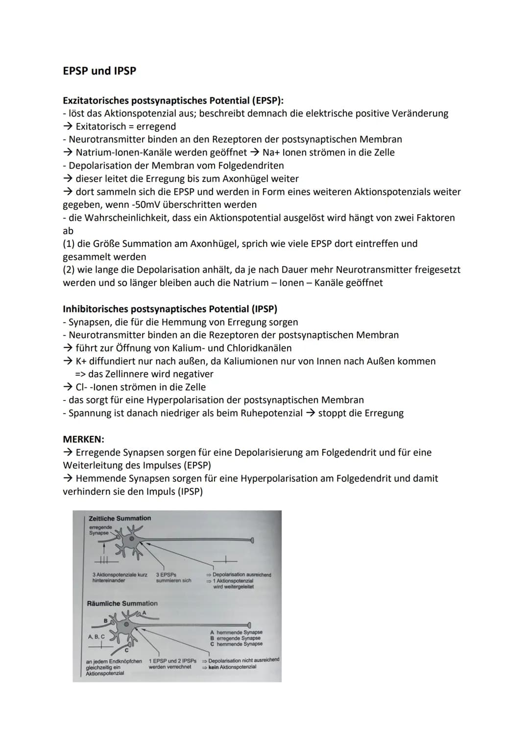 1 Bau und grundlegende Funktionen einer Nervenzelle
Nervenzelle (Neuronen) empfangen elektrische Signale, verarbeiten sie. Leiten sie als
Er
