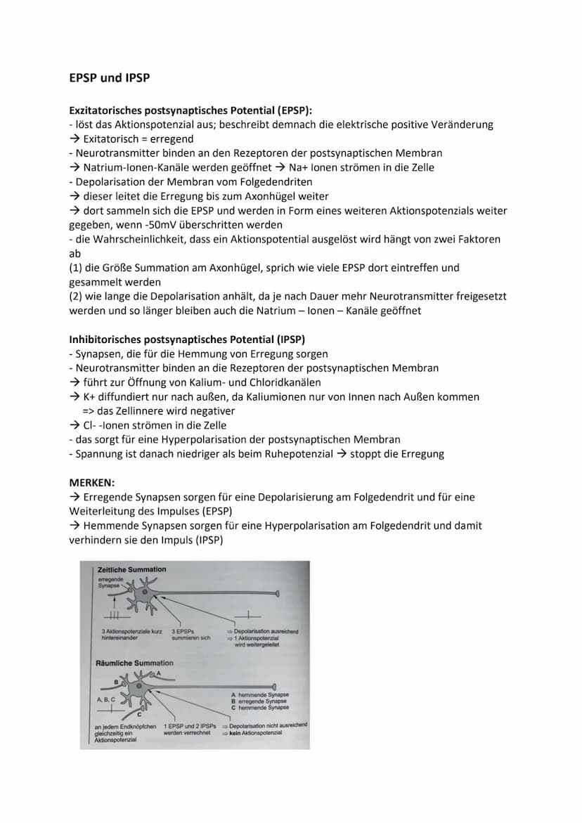1 Bau und grundlegende Funktionen einer Nervenzelle
Nervenzelle (Neuronen) empfangen elektrische Signale, verarbeiten sie. Leiten sie als
Er
