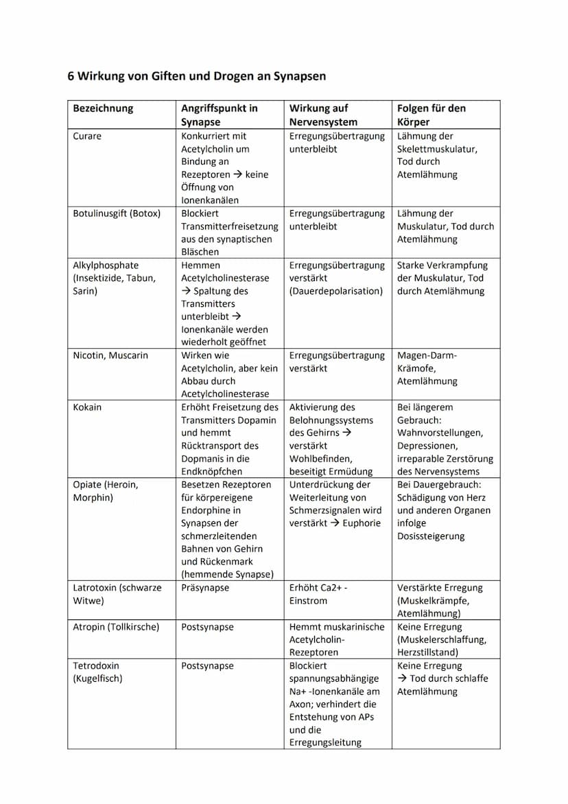 1 Bau und grundlegende Funktionen einer Nervenzelle
Nervenzelle (Neuronen) empfangen elektrische Signale, verarbeiten sie. Leiten sie als
Er
