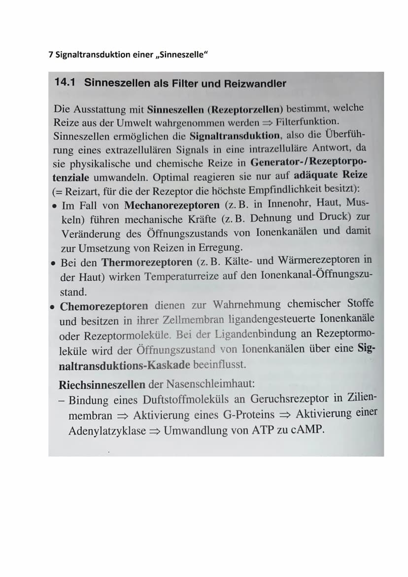 1 Bau und grundlegende Funktionen einer Nervenzelle
Nervenzelle (Neuronen) empfangen elektrische Signale, verarbeiten sie. Leiten sie als
Er