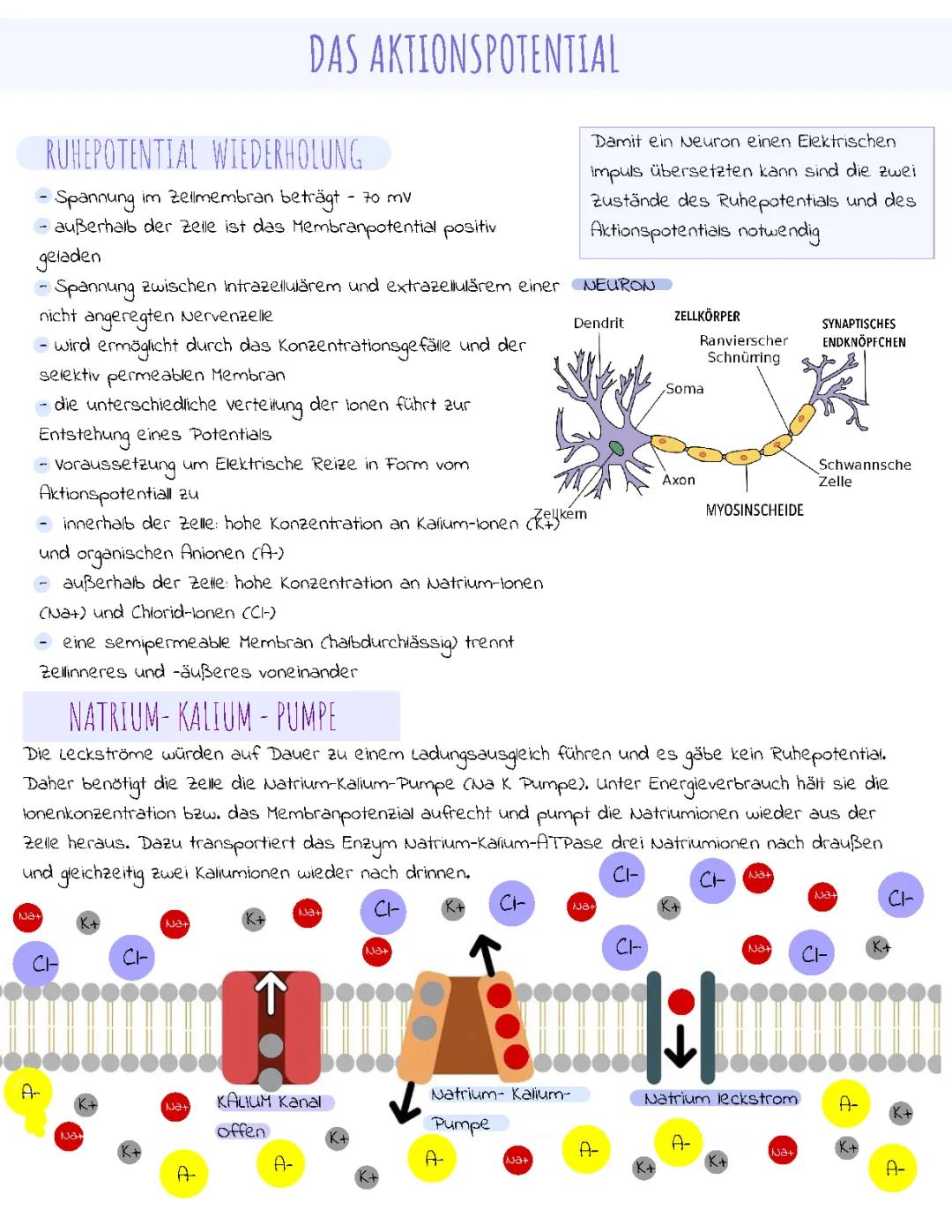 Ruhe und Aktionspotential 