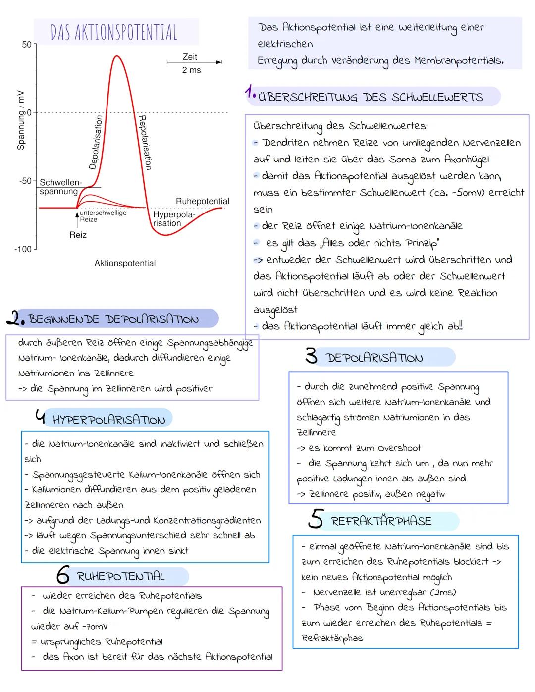 RUHEPOTENTIAL WIEDERHOLUNG
· Spannung im Zellmembran beträgt - 70 mv
- außerhalb der Zelle ist das Membranpotential positiv
geladen
- Spannu