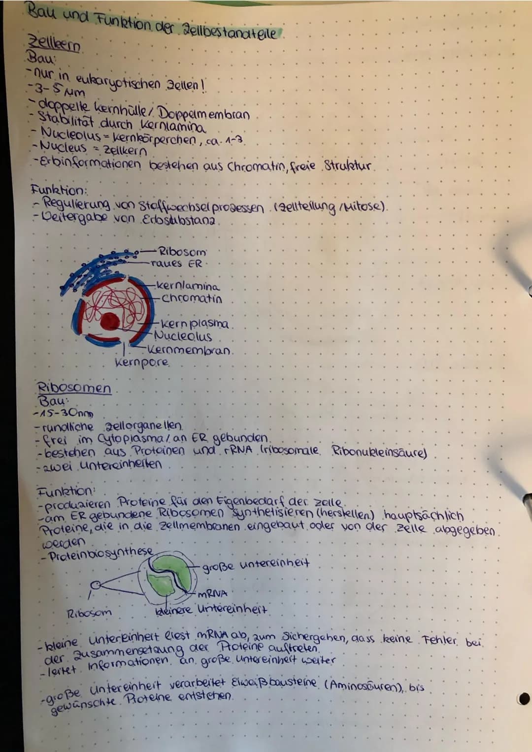 Bau und Funktion der Zellbestandteile
Zellleer
Bau
-nur in eukaryotischen Zellen!
-3-5μm
-doppelte kernhülle/ Doppelmembran
Stabilitat durch
