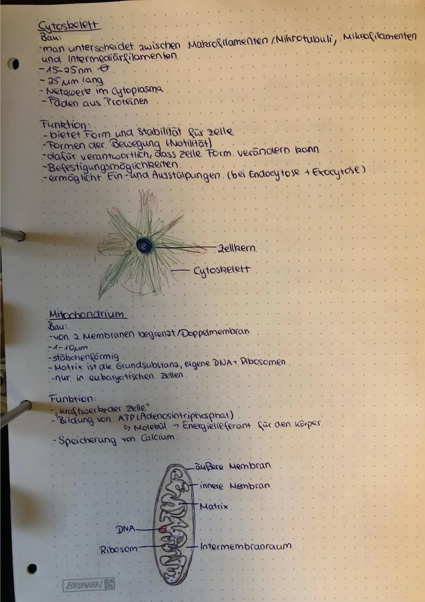 Bau und Funktion der Zellbestandteile
Zellleer
Bau
-nur in eukaryotischen Zellen!
-3-5μm
-doppelte kernhülle/ Doppelmembran
Stabilitat durch
