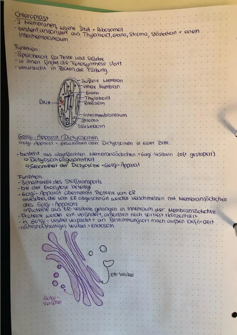 Bau und Funktion der Zellbestandteile
Zellleer
Bau
-nur in eukaryotischen Zellen!
-3-5μm
-doppelte kernhülle/ Doppelmembran
Stabilitat durch