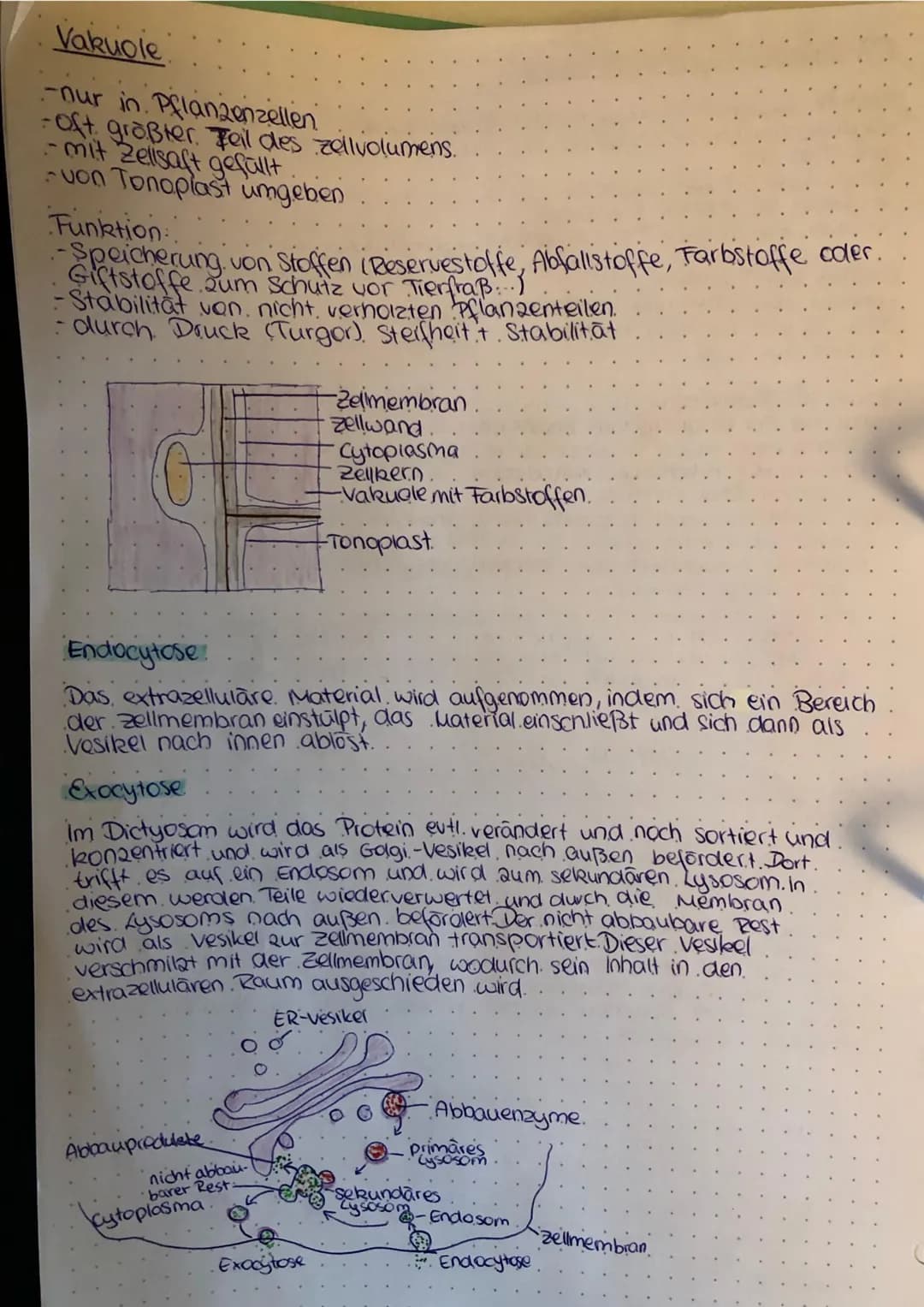 Bau und Funktion der Zellbestandteile
Zellleer
Bau
-nur in eukaryotischen Zellen!
-3-5μm
-doppelte kernhülle/ Doppelmembran
Stabilitat durch