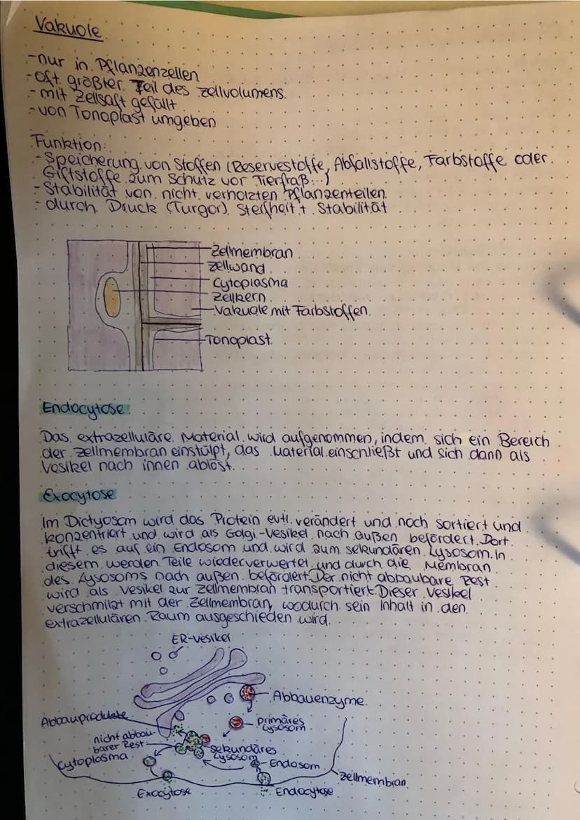 Bau und Funktion der Zellbestandteile
Zellleer
Bau
-nur in eukaryotischen Zellen!
-3-5μm
-doppelte kernhülle/ Doppelmembran
Stabilitat durch