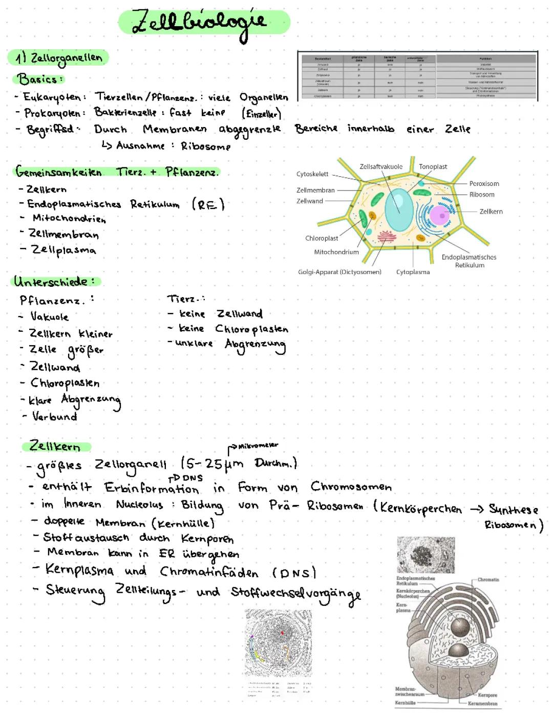 Zellbiologie