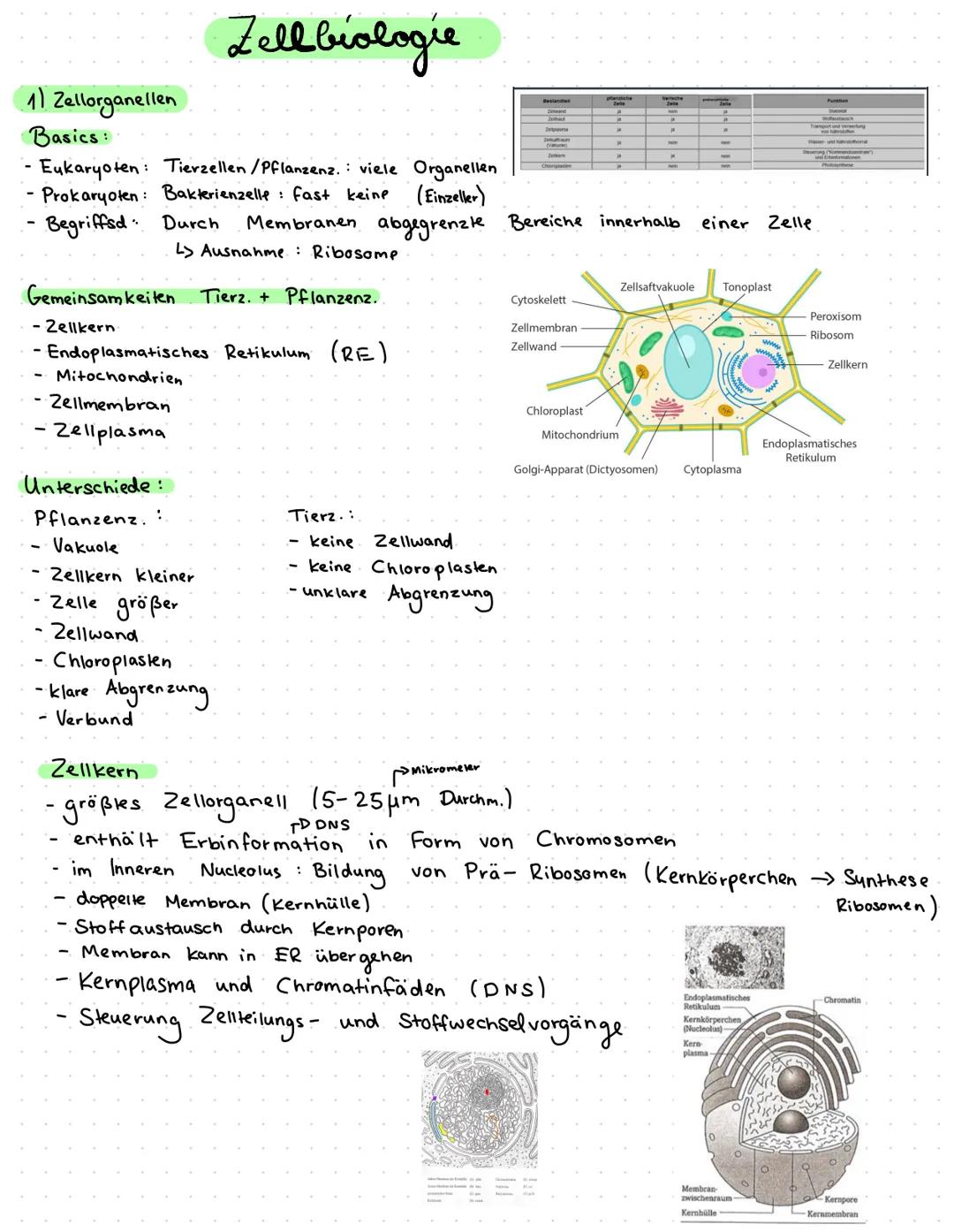 Zellbiologie
1/ Zellorganellen
Basics:
· Eukaryoten: Tierzellen/Pflanzenz.: viele Organellen
- Prokaryoten: Bakterienzelle: fast keine (Einz
