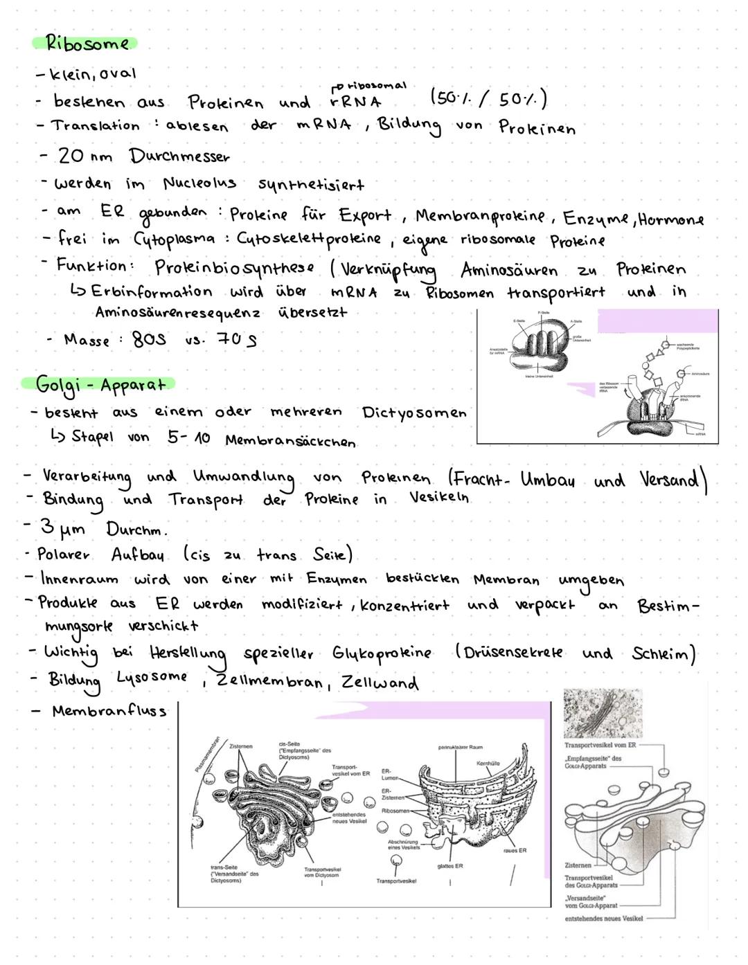 Zellbiologie
1/ Zellorganellen
Basics:
· Eukaryoten: Tierzellen/Pflanzenz.: viele Organellen
- Prokaryoten: Bakterienzelle: fast keine (Einz
