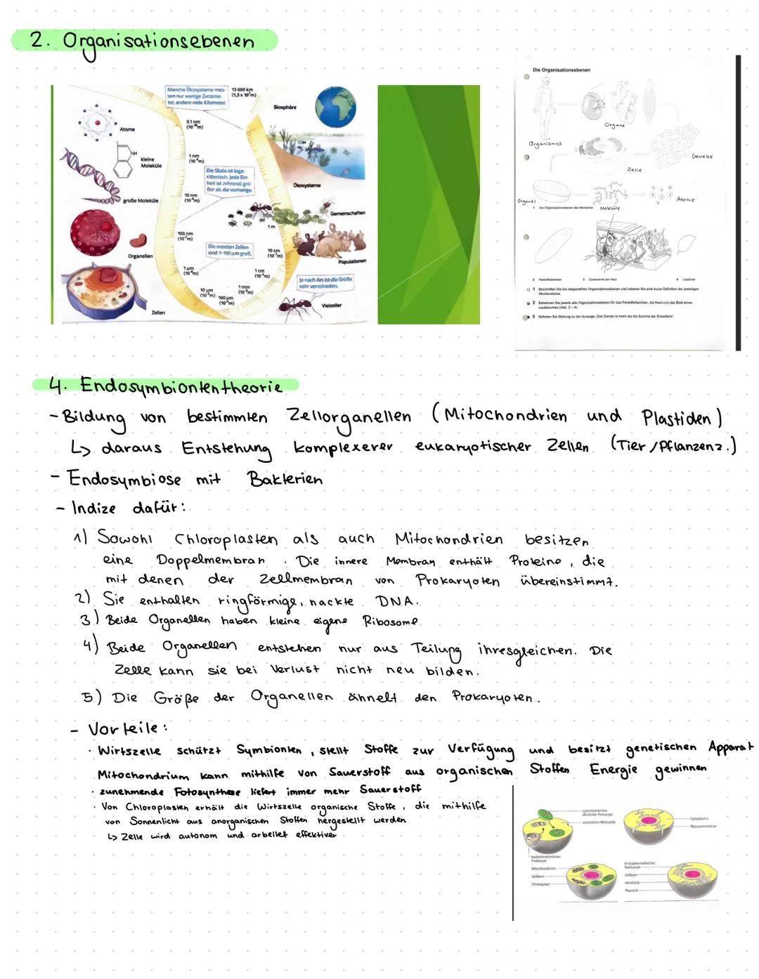 Zellbiologie
1/ Zellorganellen
Basics:
· Eukaryoten: Tierzellen/Pflanzenz.: viele Organellen
- Prokaryoten: Bakterienzelle: fast keine (Einz