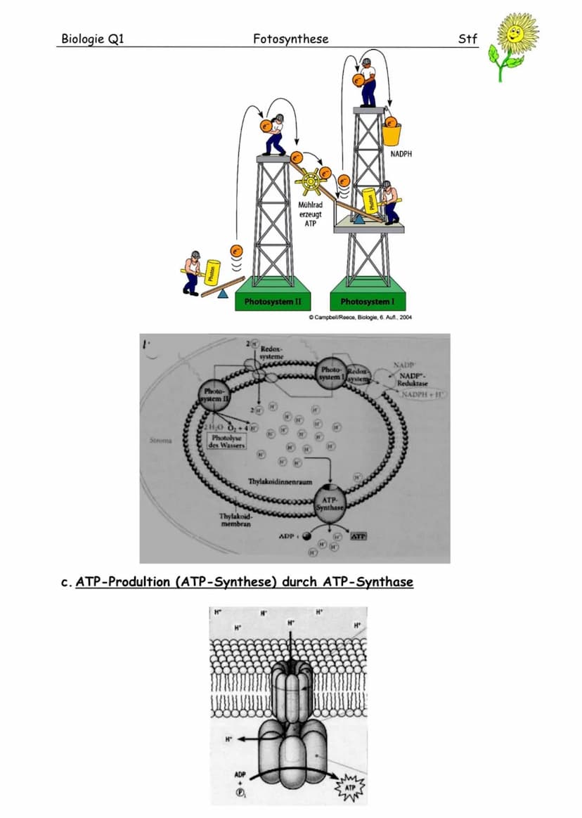 ASSIMILATION Bedeutung der Fotosynthese für Lebewesen
Energieträger:
Fossile Energieträger: aus damaligen organischen Stoffen aus Fotosynthe
