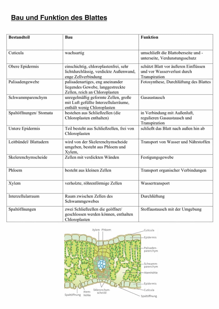 ASSIMILATION Bedeutung der Fotosynthese für Lebewesen
Energieträger:
Fossile Energieträger: aus damaligen organischen Stoffen aus Fotosynthe