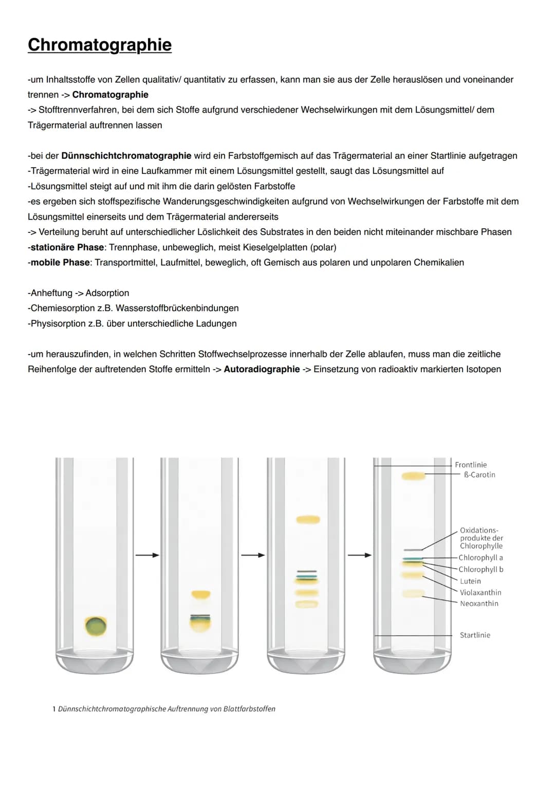 ASSIMILATION Bedeutung der Fotosynthese für Lebewesen
Energieträger:
Fossile Energieträger: aus damaligen organischen Stoffen aus Fotosynthe