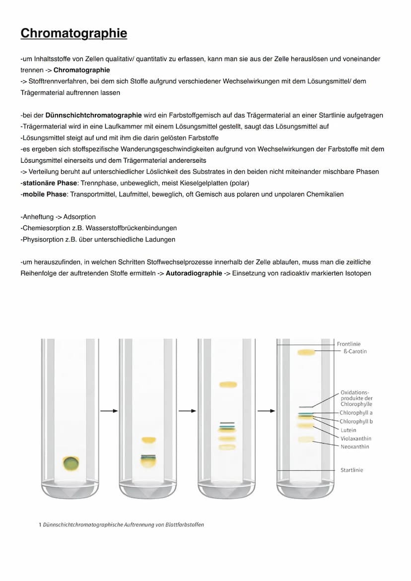 ASSIMILATION Bedeutung der Fotosynthese für Lebewesen
Energieträger:
Fossile Energieträger: aus damaligen organischen Stoffen aus Fotosynthe