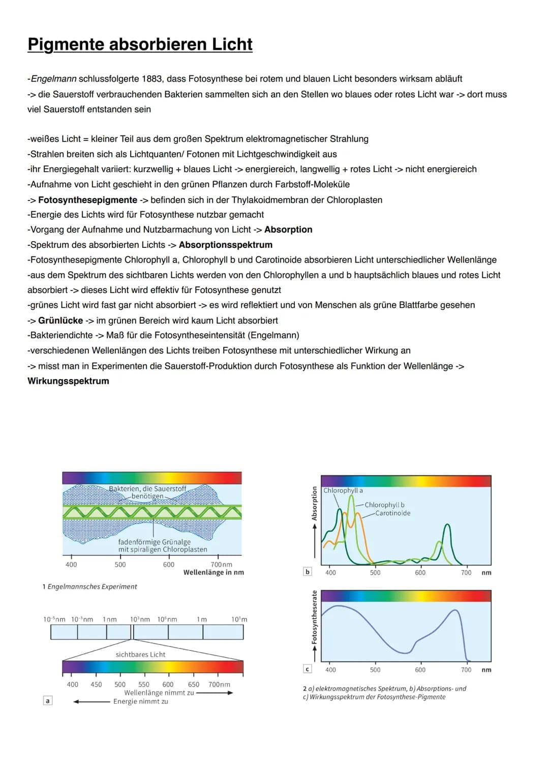 ASSIMILATION Bedeutung der Fotosynthese für Lebewesen
Energieträger:
Fossile Energieträger: aus damaligen organischen Stoffen aus Fotosynthe