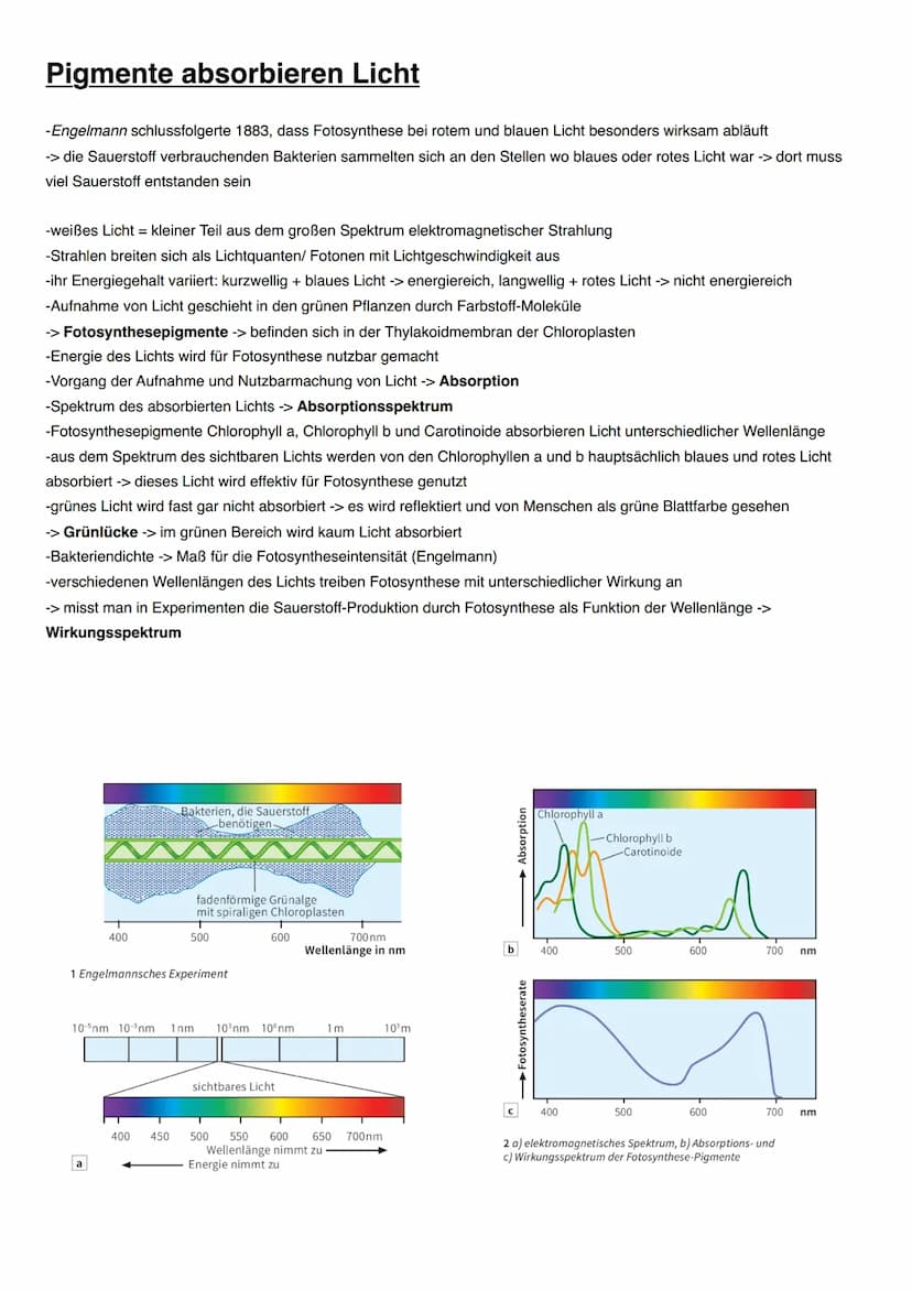 ASSIMILATION Bedeutung der Fotosynthese für Lebewesen
Energieträger:
Fossile Energieträger: aus damaligen organischen Stoffen aus Fotosynthe