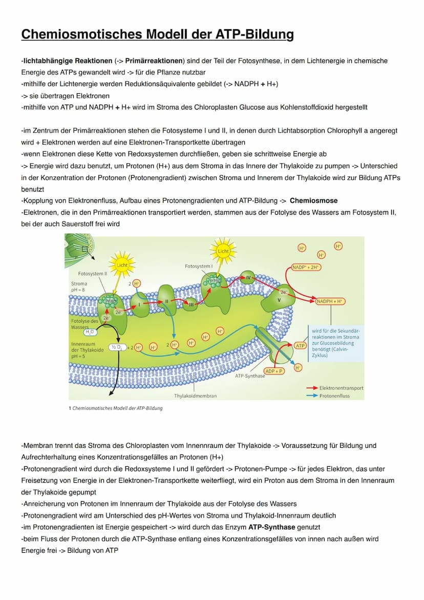 ASSIMILATION Bedeutung der Fotosynthese für Lebewesen
Energieträger:
Fossile Energieträger: aus damaligen organischen Stoffen aus Fotosynthe