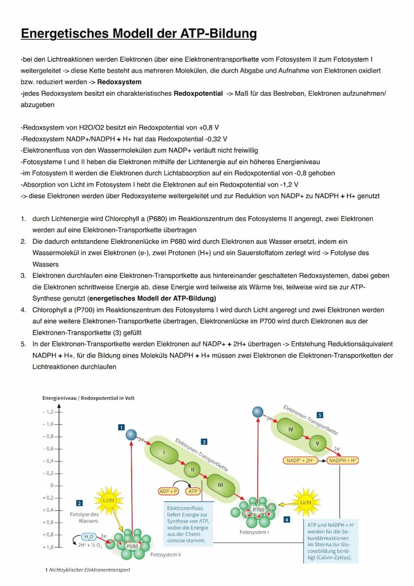 ASSIMILATION Bedeutung der Fotosynthese für Lebewesen
Energieträger:
Fossile Energieträger: aus damaligen organischen Stoffen aus Fotosynthe
