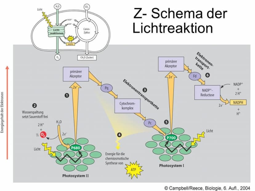 ASSIMILATION Bedeutung der Fotosynthese für Lebewesen
Energieträger:
Fossile Energieträger: aus damaligen organischen Stoffen aus Fotosynthe