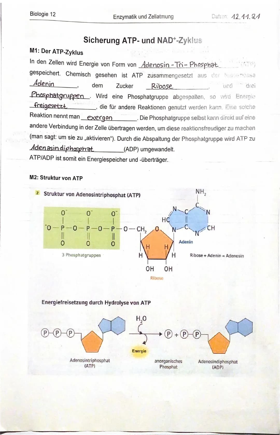 NAD+ - und ATP Zyklus 