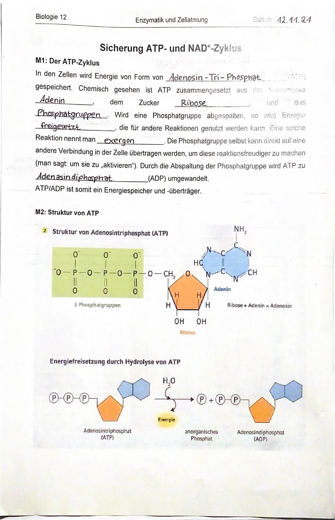Biologie 12
M2: Struktur von ATP
M1: Der ATP-Zyklus
In den Zellen wird Energie von Form von Adenosin-Tri- Phosphat
gespeichert. Chemisch ges