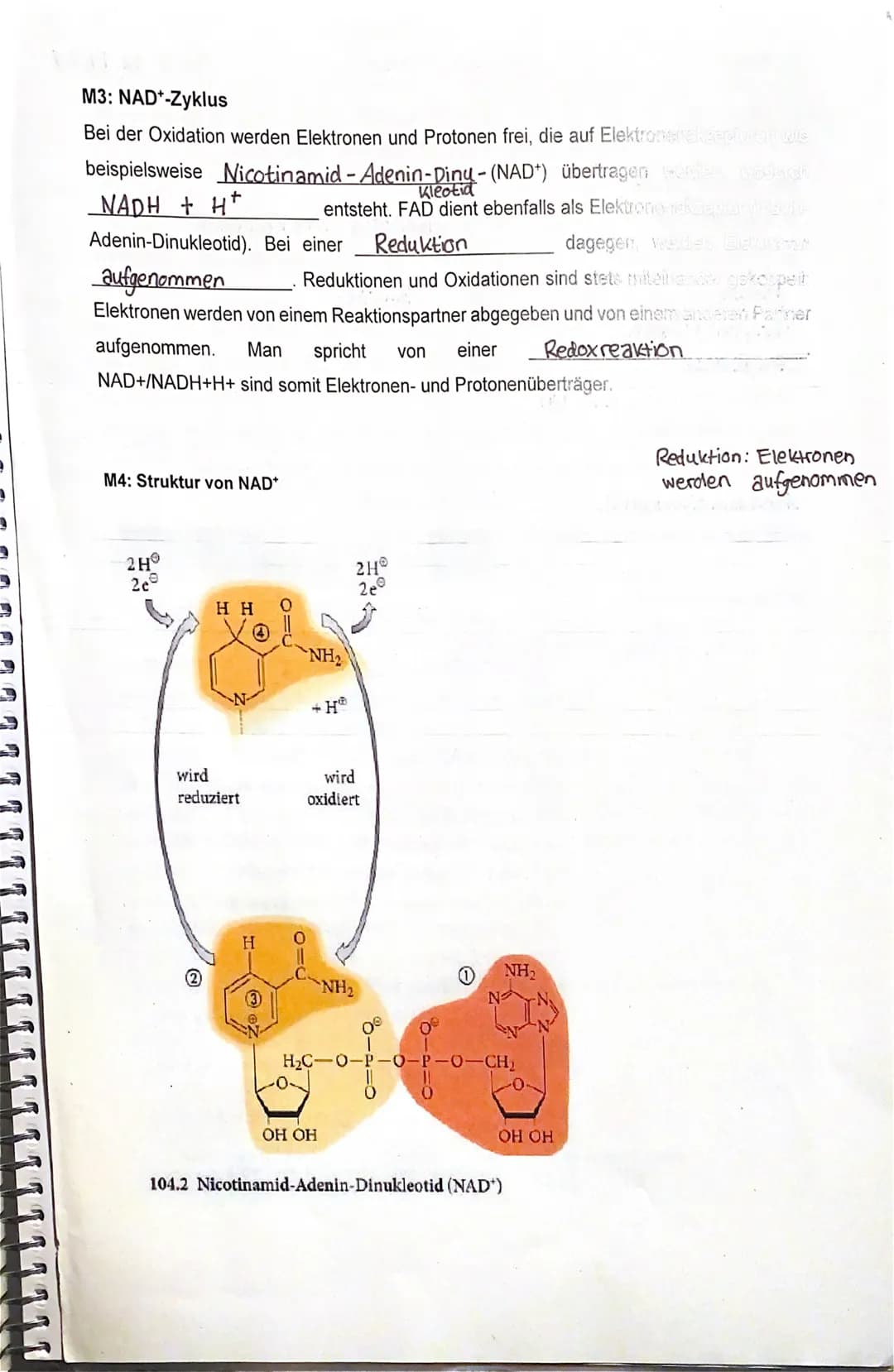 Biologie 12
M2: Struktur von ATP
M1: Der ATP-Zyklus
In den Zellen wird Energie von Form von Adenosin-Tri- Phosphat
gespeichert. Chemisch ges