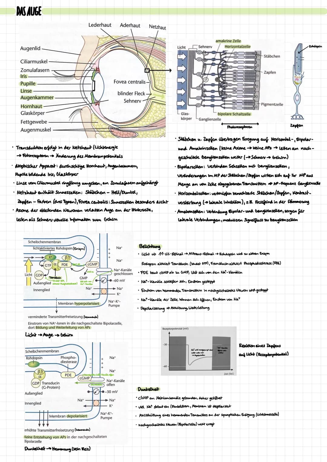 DIE NERVENZELLE
Aufbau:
Signal-
aufnahme
Signal-
Ausläseregion
Signal-
fortleitung
Signal-
übertragung
Dentrben
verschiedene Typen:
Rezeptor