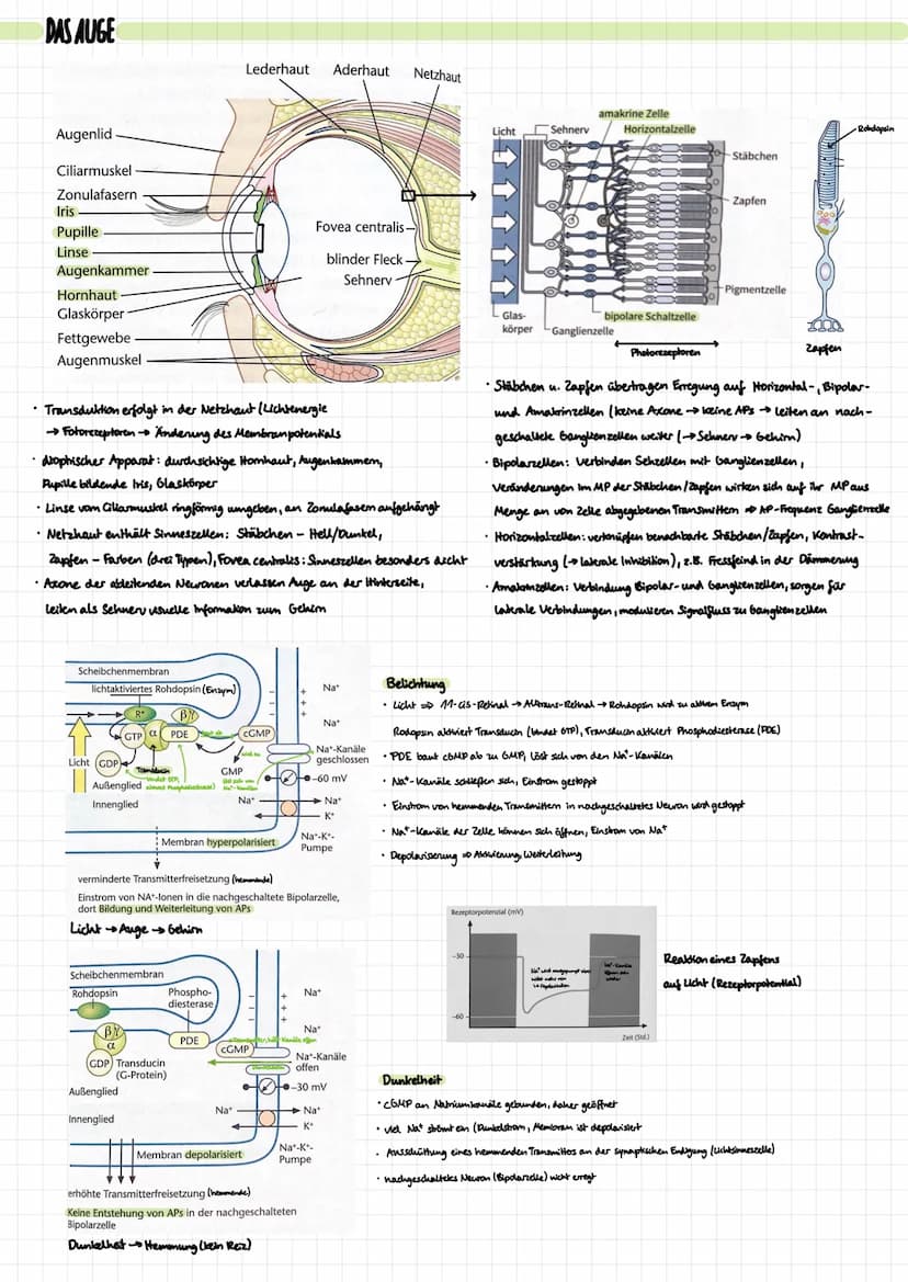 DIE NERVENZELLE
Aufbau:
Signal-
aufnahme
Signal-
Ausläseregion
Signal-
fortleitung
Signal-
übertragung
Dentrben
verschiedene Typen:
Rezeptor