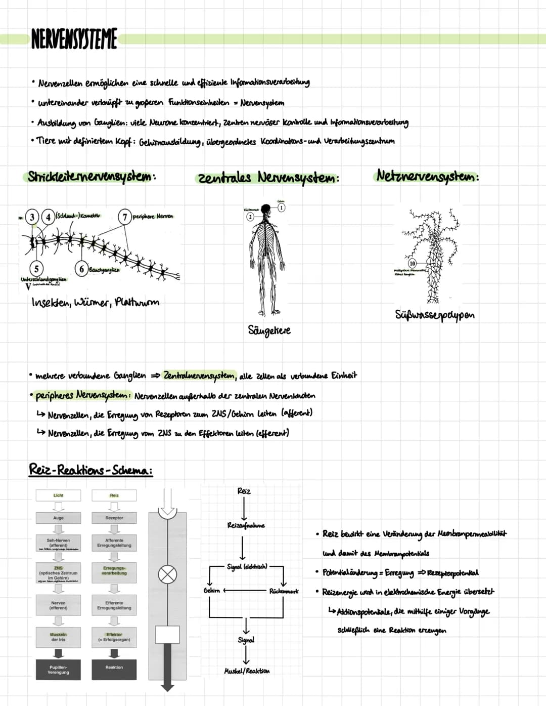 DIE NERVENZELLE
Aufbau:
Signal-
aufnahme
Signal-
Ausläseregion
Signal-
fortleitung
Signal-
übertragung
Dentrben
verschiedene Typen:
Rezeptor