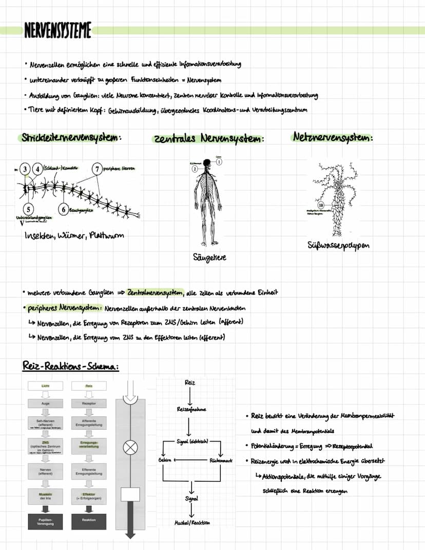 DIE NERVENZELLE
Aufbau:
Signal-
aufnahme
Signal-
Ausläseregion
Signal-
fortleitung
Signal-
übertragung
Dentrben
verschiedene Typen:
Rezeptor
