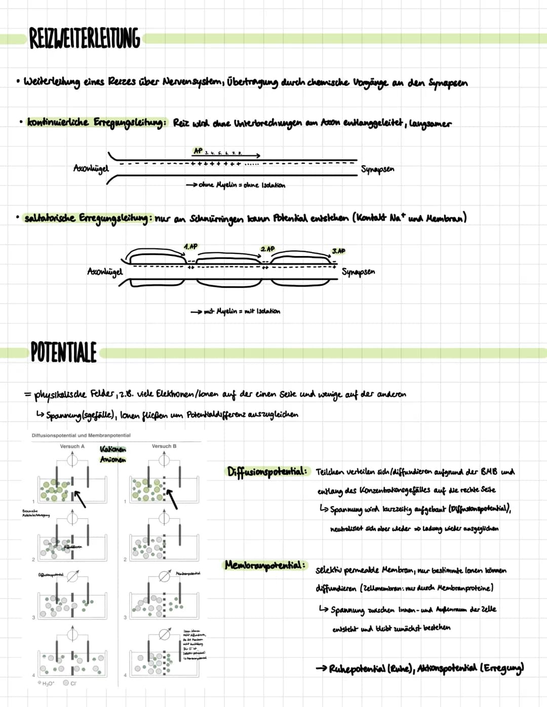 DIE NERVENZELLE
Aufbau:
Signal-
aufnahme
Signal-
Ausläseregion
Signal-
fortleitung
Signal-
übertragung
Dentrben
verschiedene Typen:
Rezeptor