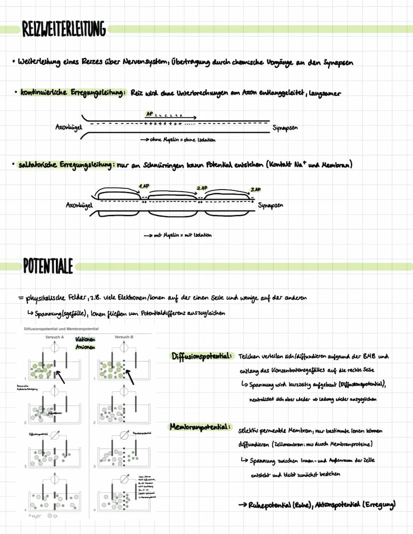 DIE NERVENZELLE
Aufbau:
Signal-
aufnahme
Signal-
Ausläseregion
Signal-
fortleitung
Signal-
übertragung
Dentrben
verschiedene Typen:
Rezeptor