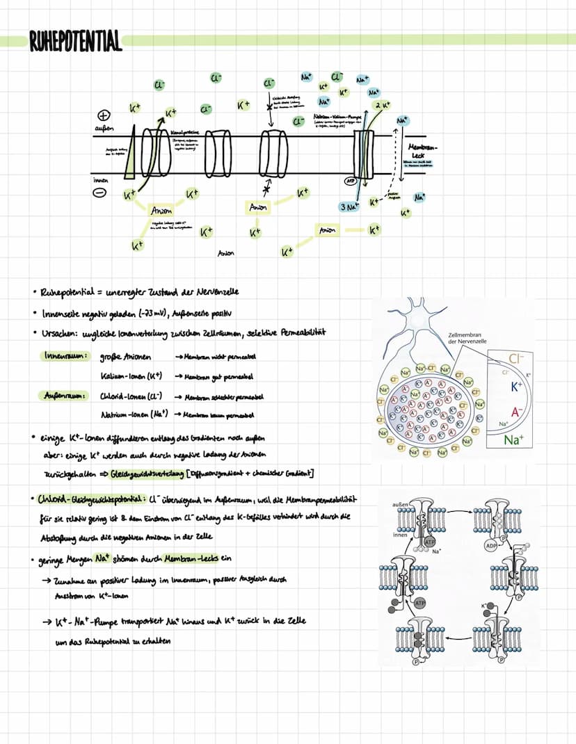 DIE NERVENZELLE
Aufbau:
Signal-
aufnahme
Signal-
Ausläseregion
Signal-
fortleitung
Signal-
übertragung
Dentrben
verschiedene Typen:
Rezeptor