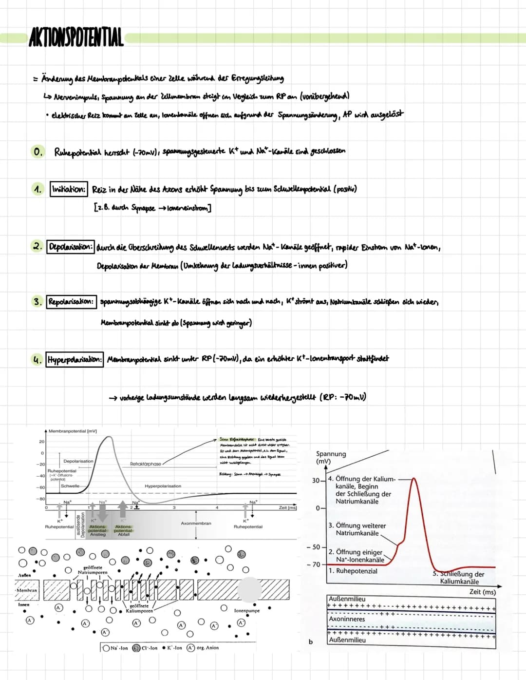 DIE NERVENZELLE
Aufbau:
Signal-
aufnahme
Signal-
Ausläseregion
Signal-
fortleitung
Signal-
übertragung
Dentrben
verschiedene Typen:
Rezeptor