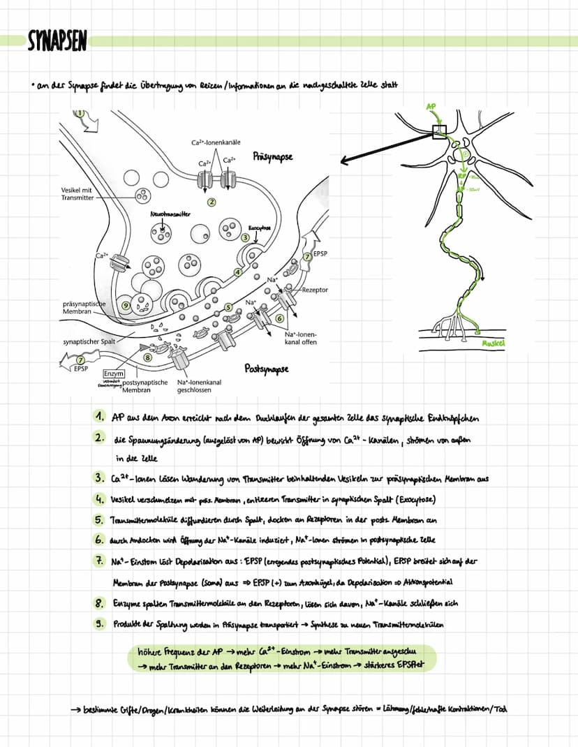 DIE NERVENZELLE
Aufbau:
Signal-
aufnahme
Signal-
Ausläseregion
Signal-
fortleitung
Signal-
übertragung
Dentrben
verschiedene Typen:
Rezeptor