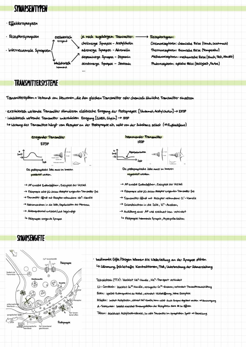 DIE NERVENZELLE
Aufbau:
Signal-
aufnahme
Signal-
Ausläseregion
Signal-
fortleitung
Signal-
übertragung
Dentrben
verschiedene Typen:
Rezeptor