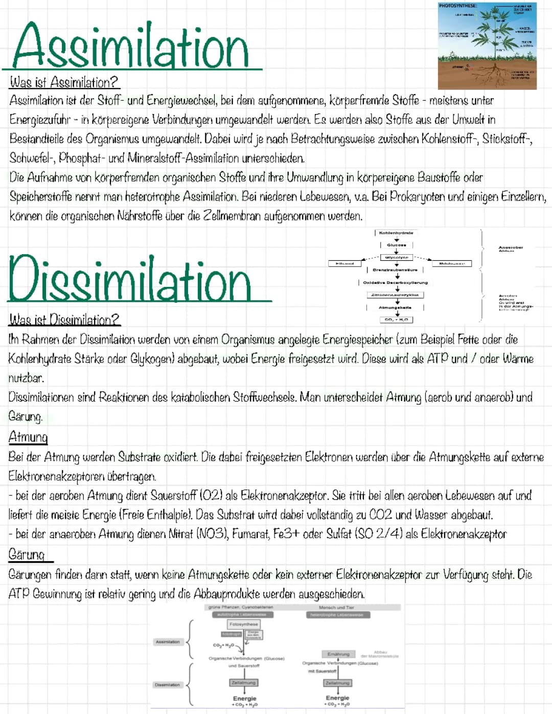 Assimilation und Dissimilation 