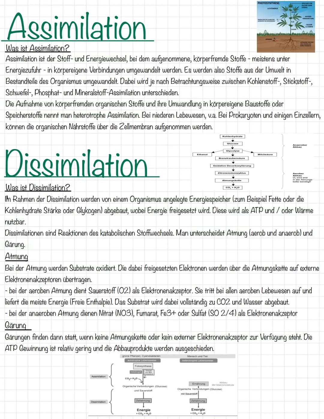 Assimilation
Assimilation
Dissimilation
Was ist Assimilation?
Assimilation ist der Stoff- und Energiewechsel, bei dem aufgenommene, körperfr