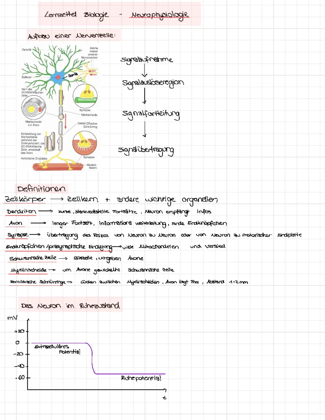 Neurophysiologie Lernzettel Biologie