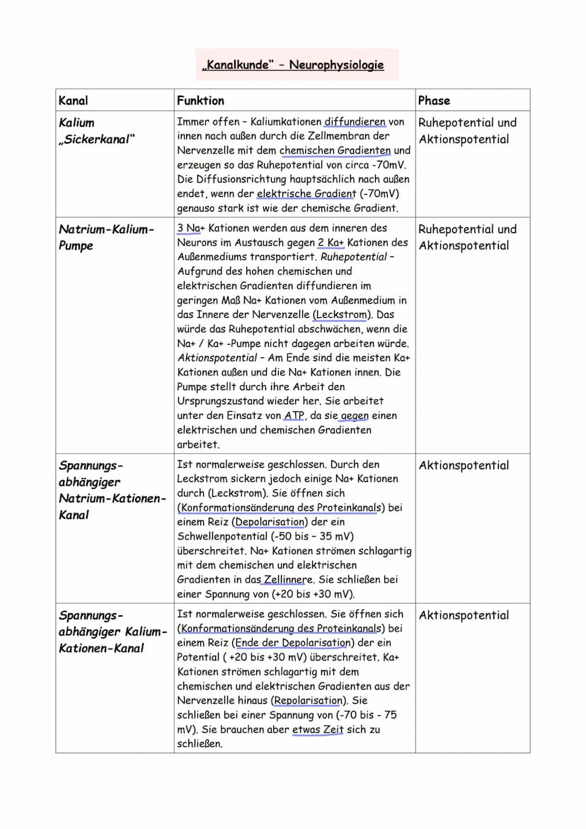 Dendrit-
Zellkern-
Aufbau einer Nervenzelle:
Kern der
SCHWANNschen
mV
Zelle
Entwicklung der
Markscheide
während der
Markscheide
um Axon
Embr