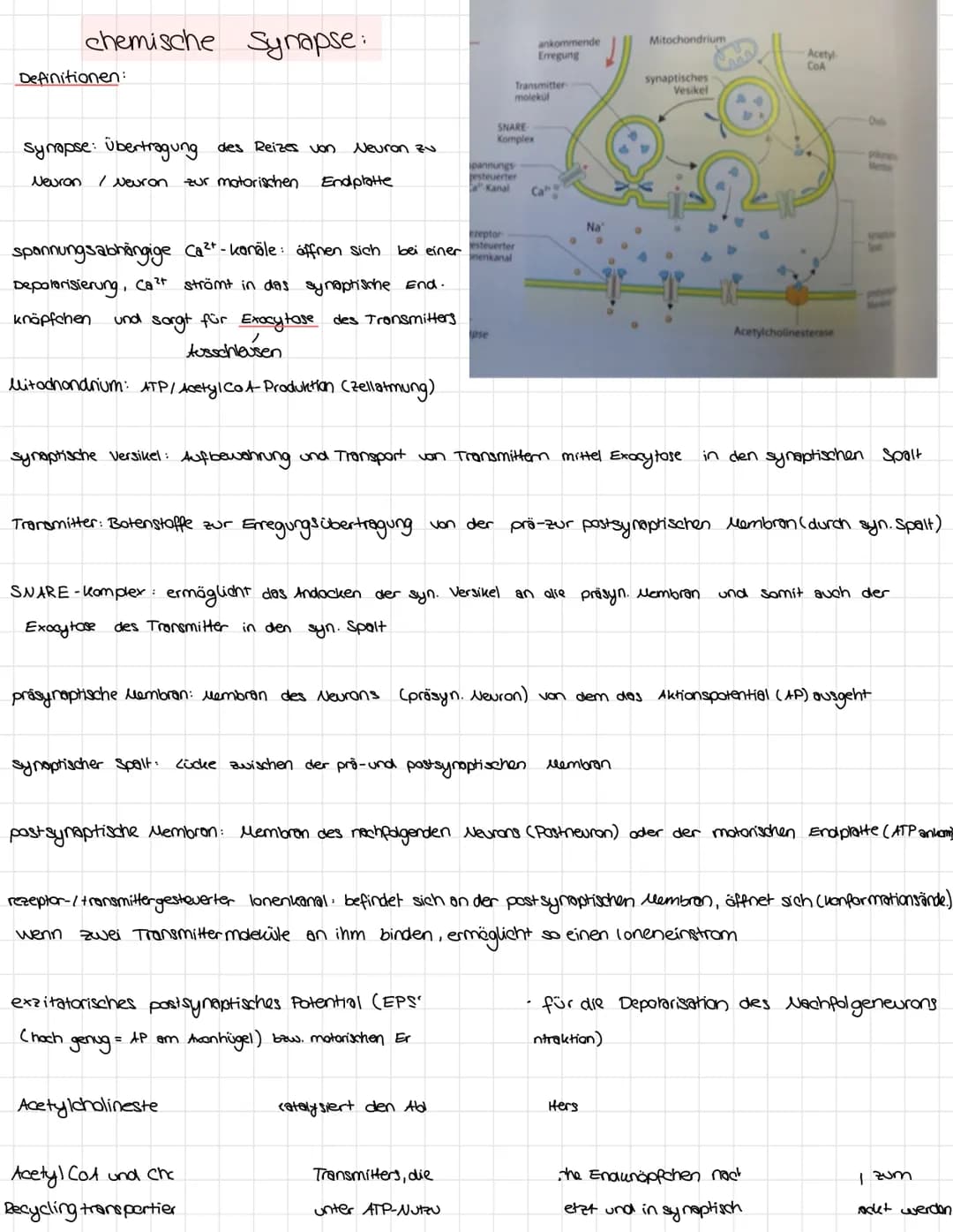 Dendrit-
Zellkern-
Aufbau einer Nervenzelle:
Kern der
SCHWANNschen
mV
Zelle
Entwicklung der
Markscheide
während der
Markscheide
um Axon
Embr