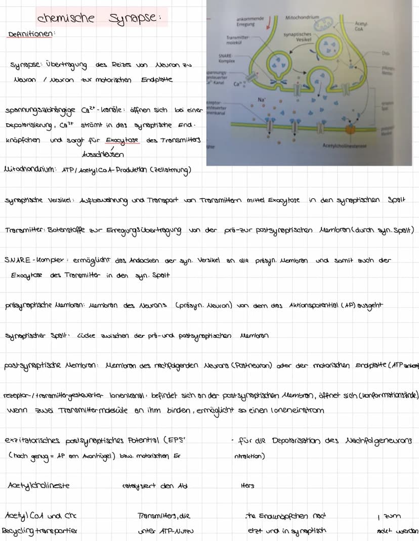 Dendrit-
Zellkern-
Aufbau einer Nervenzelle:
Kern der
SCHWANNschen
mV
Zelle
Entwicklung der
Markscheide
während der
Markscheide
um Axon
Embr