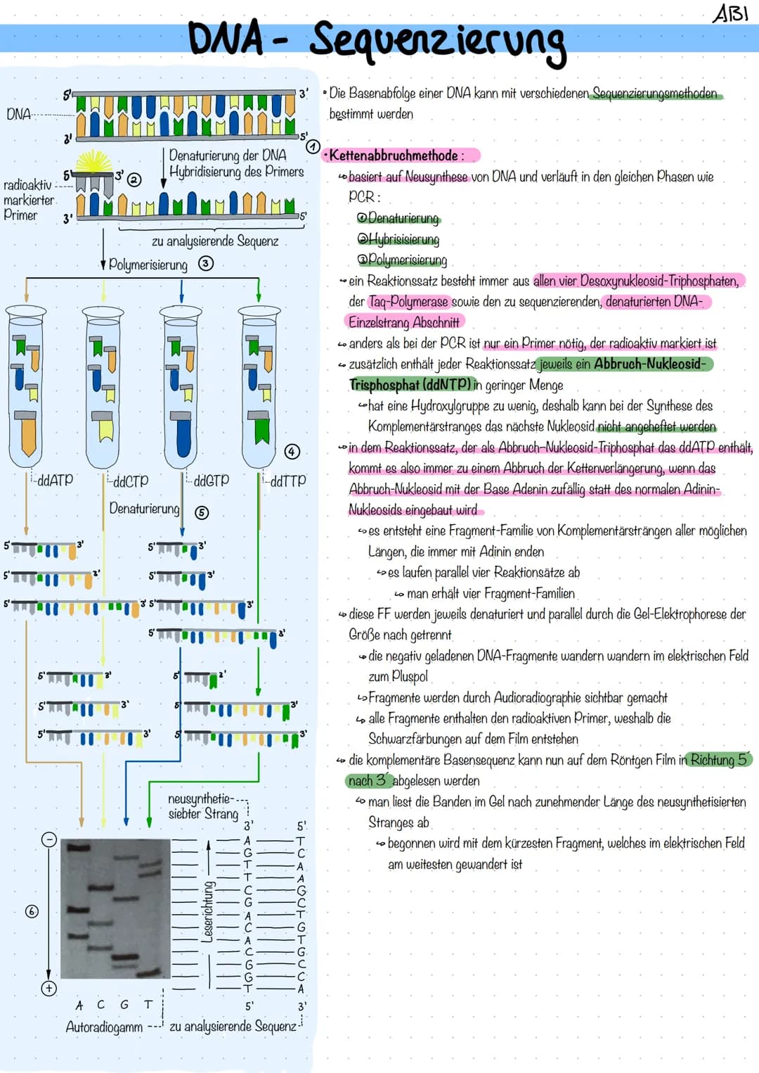 DNA
radioaktiv
markierter.
Primer
Se
3'
-ddATP
DNA- Sequenzierung
Denaturierung der DNA
Hybridisierung des Primers
MMMMMMM
zu analysierende 