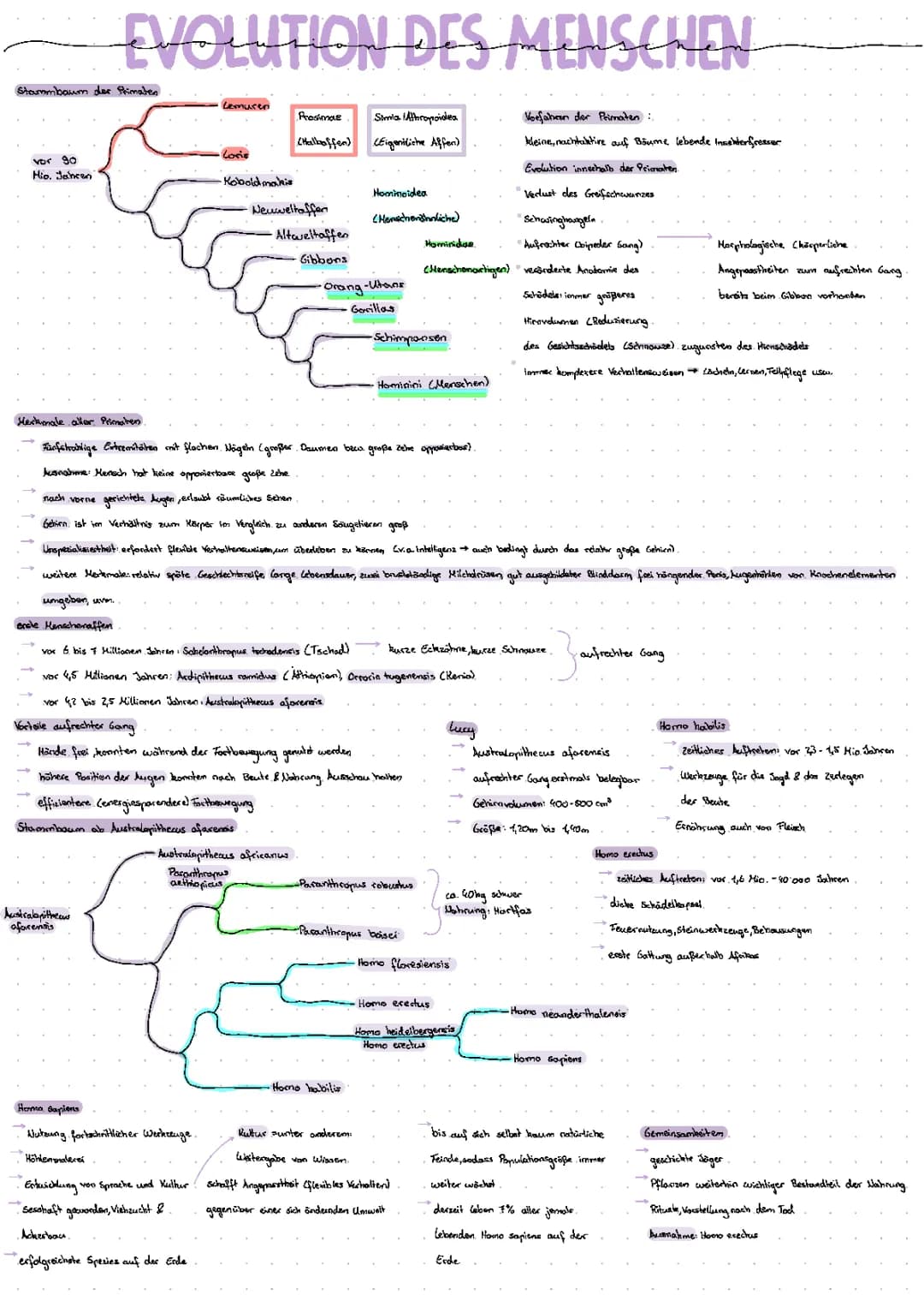 Evolution des Menschen 