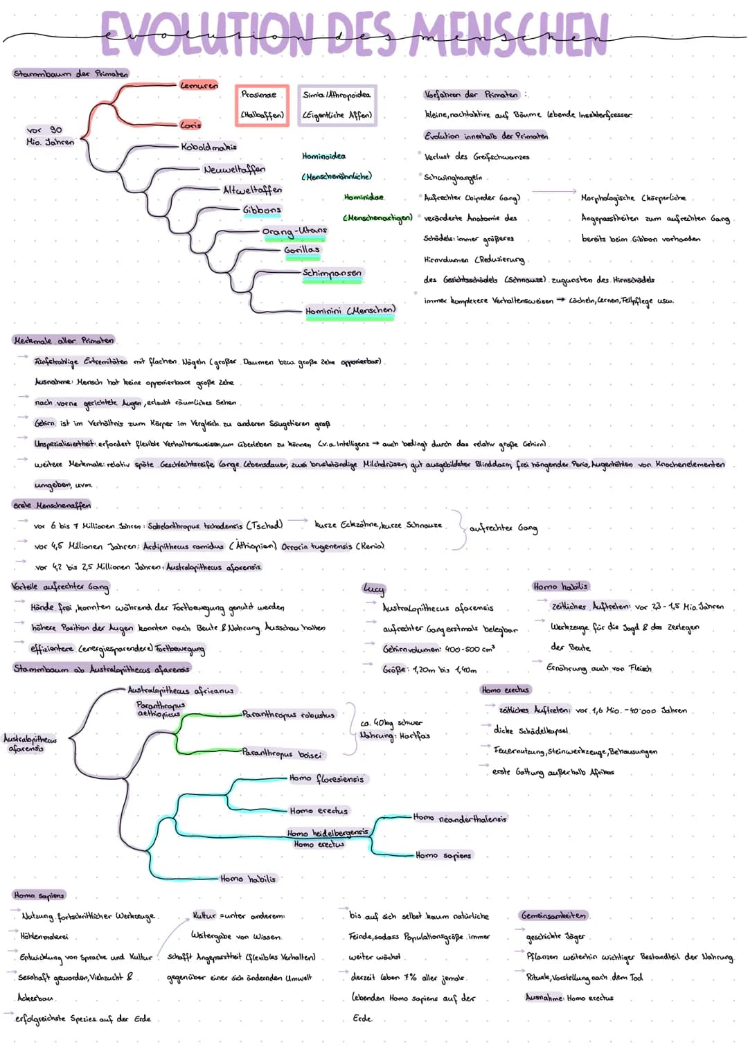 Stammbaum der Primaten
vor go
Mio. Jahren
EVOLUTION DES MENSCHEN
Lemuren
Australopithecus
afarensis
Loris
Kobold makis
Prosimae
(Hallbaffen)