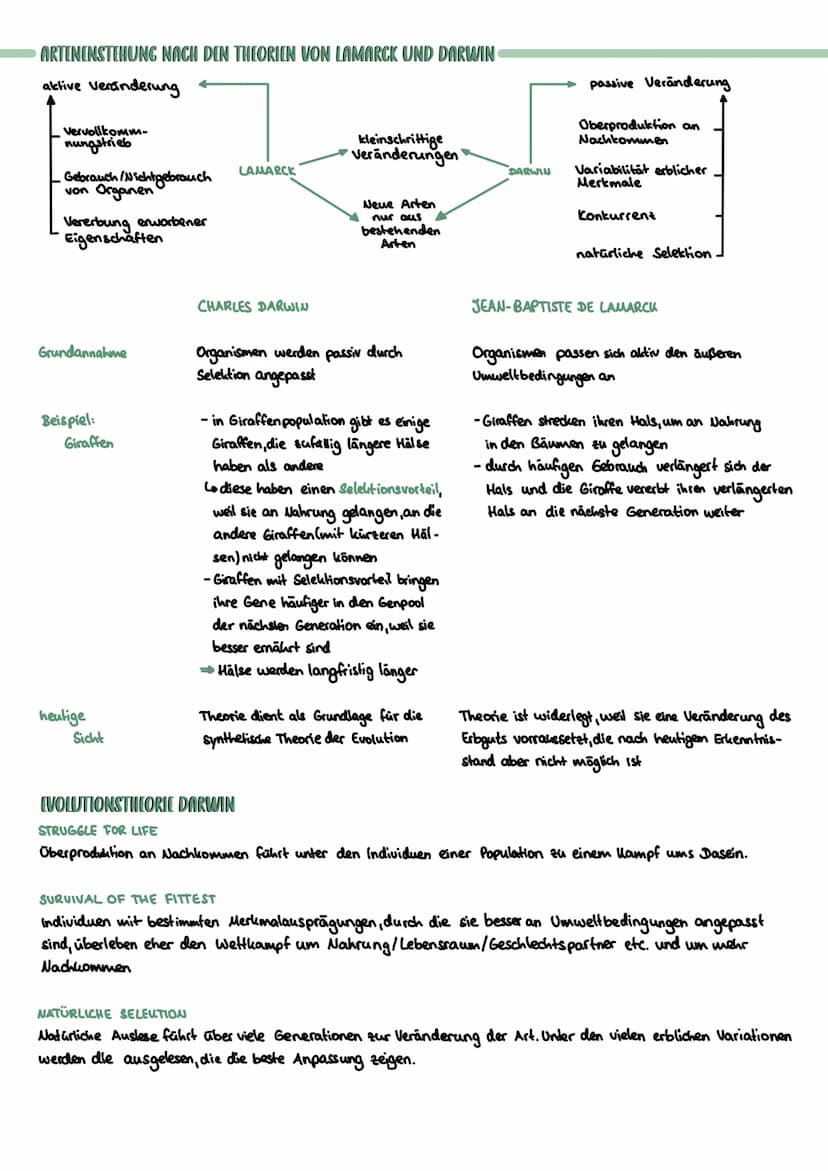 ARTBEGRIFF
Reich Stamm.
Evolution
zunehmende stammesgeschichtliche Verwandtschaft
MORPHOLOGISCHER ARTBEGRIFF
Alle Individuen mit den selben 