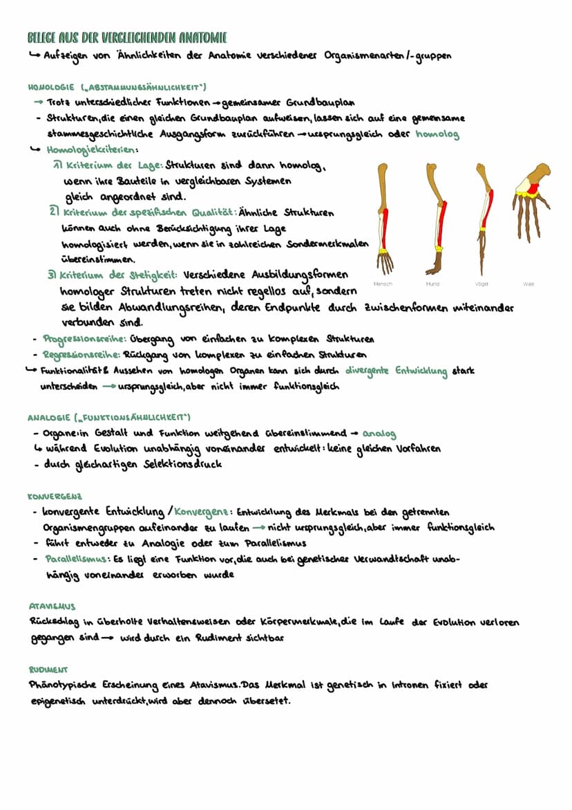 ARTBEGRIFF
Reich Stamm.
Evolution
zunehmende stammesgeschichtliche Verwandtschaft
MORPHOLOGISCHER ARTBEGRIFF
Alle Individuen mit den selben 
